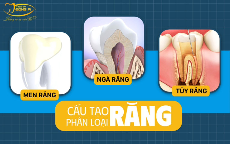Những thông tin quan trọng về cấu tạo và phân loại răng cần biết